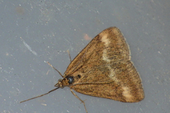 Pyrausta aerealis
