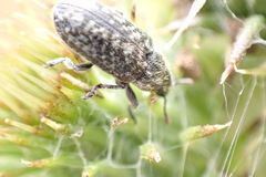 Rhinocyllus