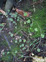 Brachyglottis sciadophila