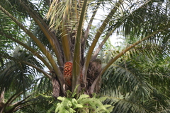 Elaeis guineensis