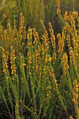 Aotus lanigera