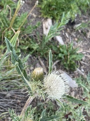 Cirsium clavatum
