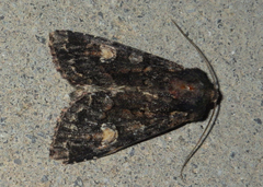 Apamea rubrirena