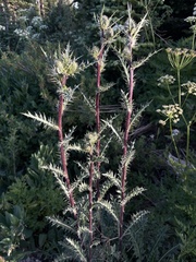 Cirsium clavatum
