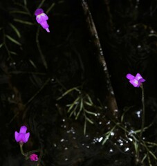 Utricularia cucullata