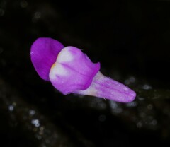 Utricularia cucullata