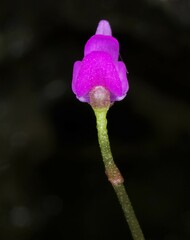 Utricularia cucullata