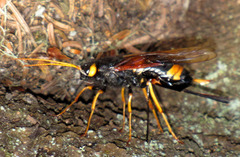 Urocerus flavicornis