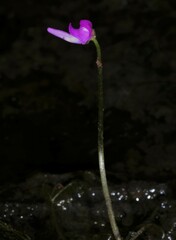 Utricularia cucullata