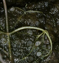 Utricularia cucullata
