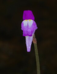 Utricularia cucullata