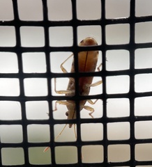 Belonochilus numenius