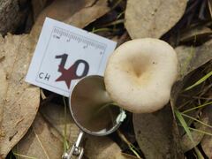 Singerocybe