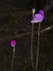 Utricularia cucullata