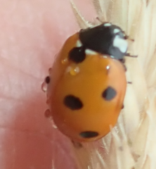 Coccinella septempunctata