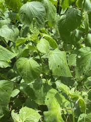 Ageratina roanensis