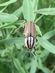 Sphenophorus aequalis