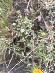 Grindelia subalpina