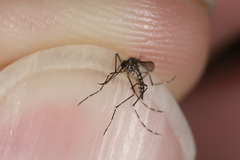 Aedes sierrensis