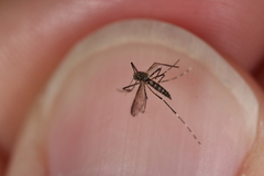 Aedes sierrensis