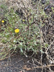 Grindelia subalpina
