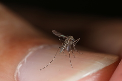 Aedes sierrensis