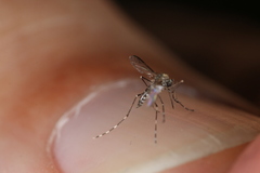 Aedes sierrensis