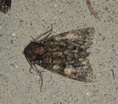 Apamea rubrirena