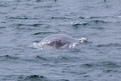 Balaenoptera borealis