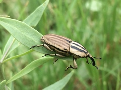 Sphenophorus aequalis