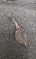 Ariophanta exilis