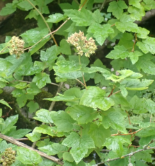 Physocarpus capitatus