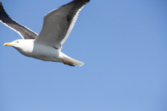 Larus fuscus