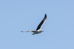 Larus fuscus