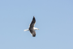 Larus fuscus