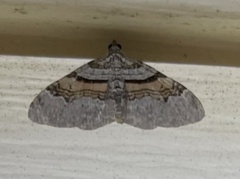 Xanthorhoe labradorensis