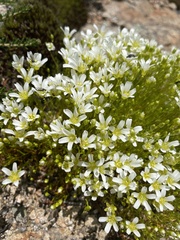 Mononeuria glabra