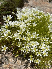 Mononeuria glabra