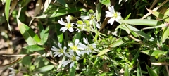 Cerastium morrisonense