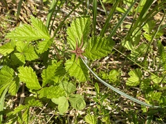 Rubus arcticus acaulis