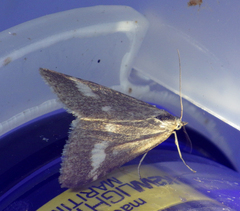 Udea alpinalis