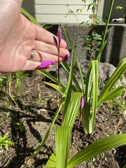 Bletilla