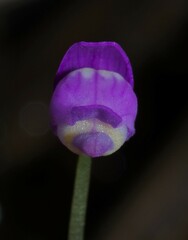 Utricularia cucullata