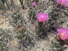 Coryphantha macromeris