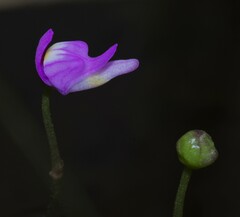 Utricularia cucullata