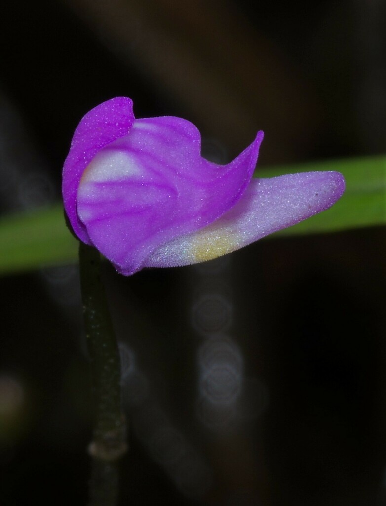 Utricularia cucullata A.St.-Hil. & Girard 3