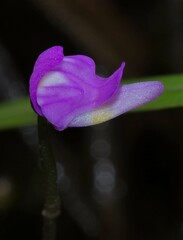 Utricularia cucullata