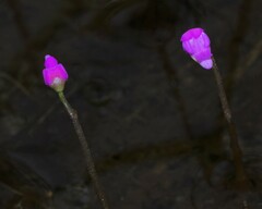 Utricularia cucullata