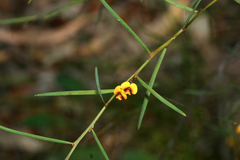 Daviesia wyattiana