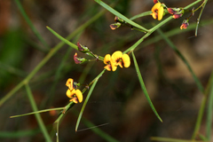 Daviesia wyattiana